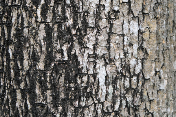 木の質感、ソフト フォーカスの樹皮 - 写真・画像