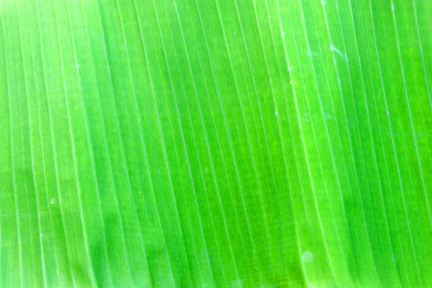 close up banana leave - Photo, Image