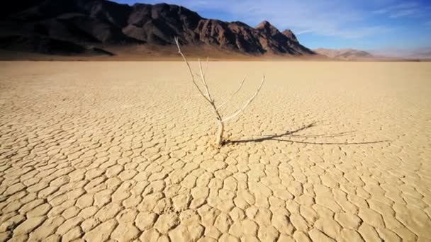 tote Bäume unfruchtbare Wüstenlandschaft - Filmmaterial, Video
