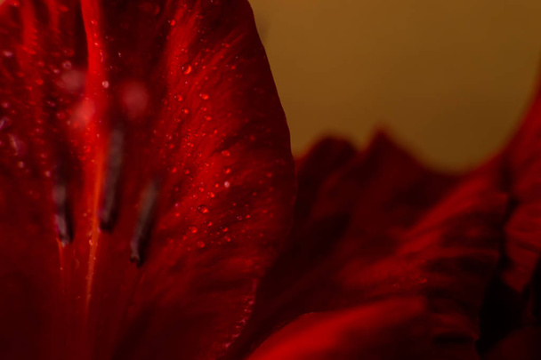 The photo shows a close-up of a flower petal on which raindrops. - Foto, afbeelding