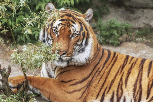 Tigre de Sumatra, Panthera tigris sumatrae, 'pequeño' gato grande miente. El origen es la isla indonesia de Sumatra. Tigre de Sumatra, Panthera tigris sumatrae, 'pequeño' gato grande miente. Origen indonesio de Sumatra
 - Foto, imagen