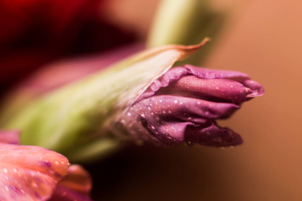На фотографии показан крупным планом лепесток цветка, на который капают капли дождя
. - Фото, изображение