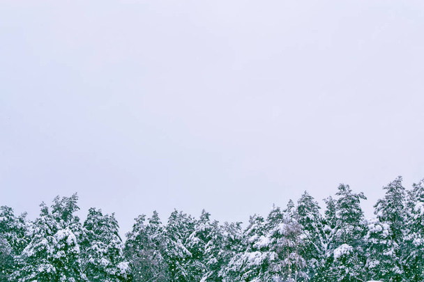Floresta de inverno congelada com árvores cobertas de neve. - Foto, Imagem