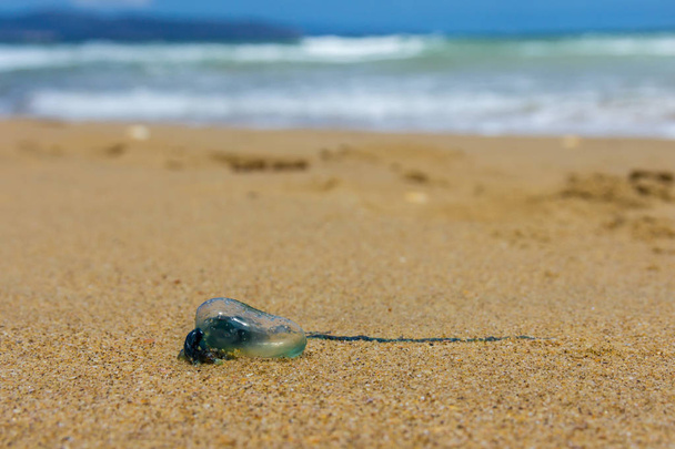 niebieską butelką galaretki ryb na plaży Tasmaian Clifton, Australia - Zdjęcie, obraz