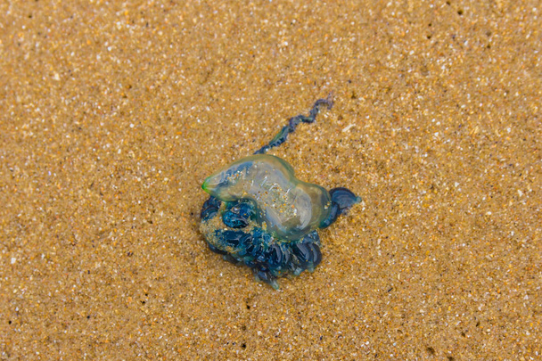 Utriculus Physalia Meduza niebieska butelka - Zdjęcie, obraz