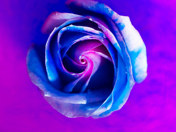 Top kilátás egy gyönyörű rózsa szóró festék. A festék mozgása - Fotó, kép