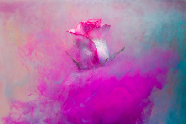 Colorful drop falling on a beautiful rose. Amazing spreading of paint - Foto, Imagem