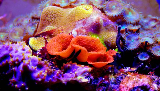 Réservoir d'aquarium récif corail coloré impressionnant
  - Photo, image