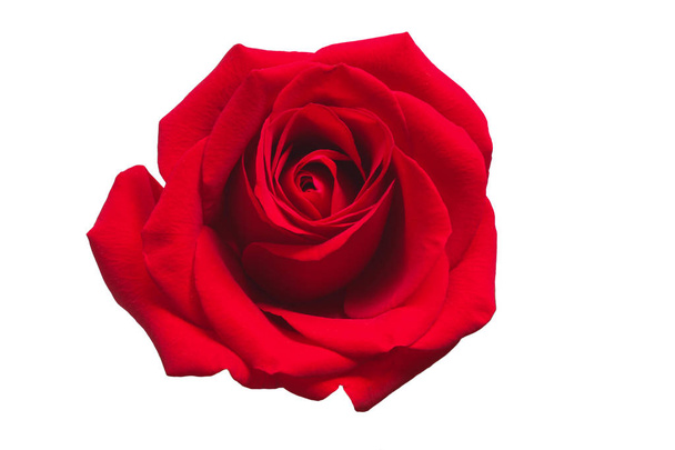 Rosa roja aislada sobre fondo blanco. Concepto de San Valentín
 - Foto, Imagen