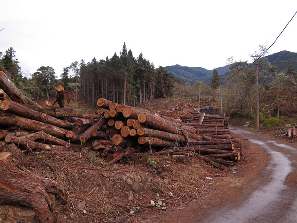 Taglio di alberi forestali, Taiwan, gennaio 2019
 - Foto, immagini