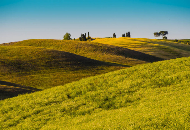 Charming tuscan yatay, çok renkli tepeler ve servi ağacı arka planda - Fotoğraf, Görsel