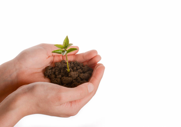 Green tree seedling in handful soil in hand on an isolated background - Photo, Image