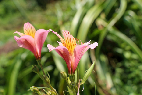 Piękny lily świeże kwiaty w tle natura - Zdjęcie, obraz
