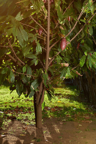Kakao ağacı ekimi bahçe içinde - Fotoğraf, Görsel