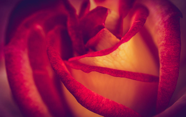 Ανθίζοντας όμορφο πολύχρωμο τριαντάφυλλο λουλούδι σε κοντινό πλάνο - Φωτογραφία, εικόνα