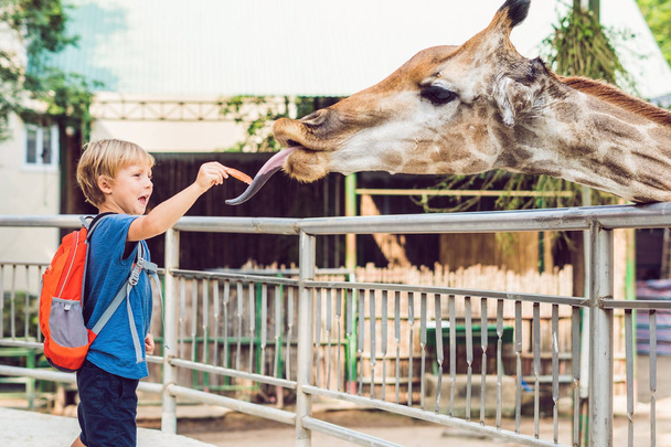 little kid boy watching and feeding giraffe in zoo. Happy kid having fun with animals safari park on warm summer day - Фото, изображение