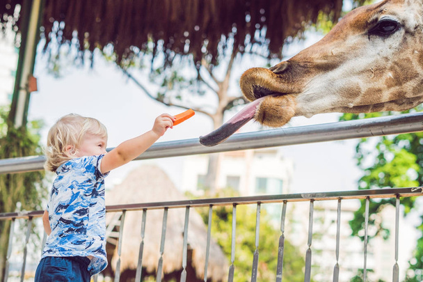 little kid boy watching and feeding giraffe in zoo. Happy kid having fun with animals safari park on warm summer day - Photo, image