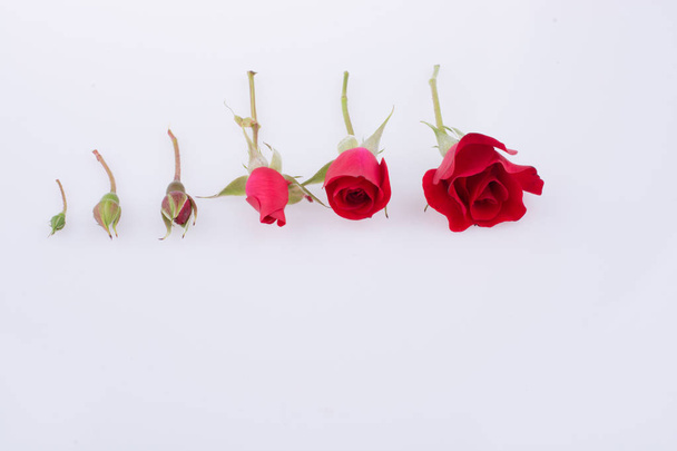 Red Roses aligned in an increasing order on a white background - Foto, afbeelding