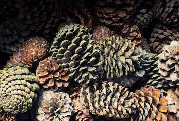 Beaucoup de cônes de pin comme fond de la nature - Photo, image