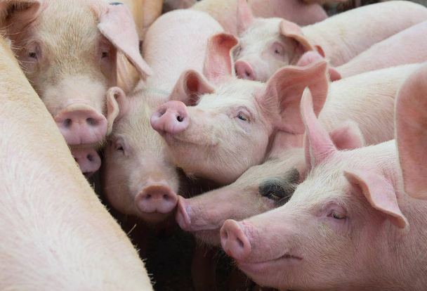 Grupa świń w farmie. Hodowla zwierząt gospodarskich. - Zdjęcie, obraz