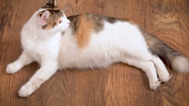 Chat enceinte se trouve sur le sol en bois. Chat dans le dernier terme de la grossesse. Chat calico enceinte avec gros ventre posé sur le sol en bois, relaxant
 - Séquence, vidéo