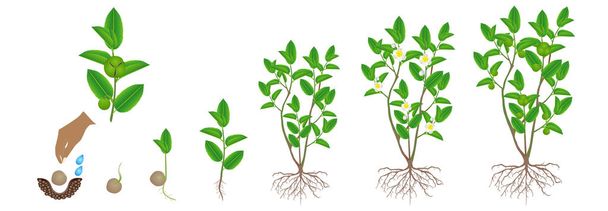 Cykl wzrostu rośliny zielonej herbaty (camellia sinensis) na białym tle. - Wektor, obraz
