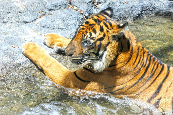 Bengáli tigris pihentető belsejében a víz patak Nyugat Bengal, India. - Fotó, kép
