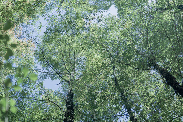 Overhead birch tree canopy of branches and lime green leaves through towering tree trunks and spindly branches faded colors retro effect image. - Photo, Image