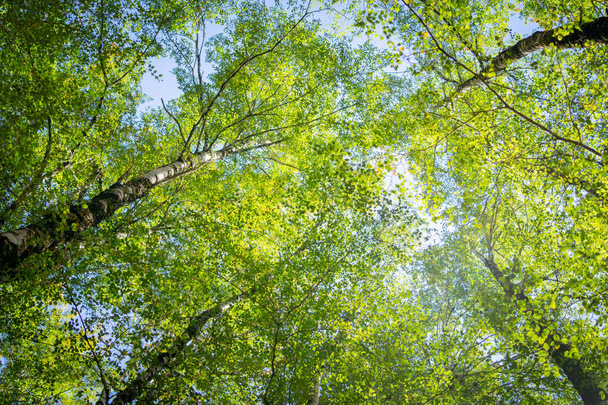 Yläpuolinen koivu katos oksat ja lime vihreät lehdet kautta jyrkät puunrungot ja spindly oksat
. - Valokuva, kuva
