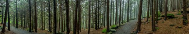 Panorama de Eerie Forest Trail en día brumoso
 - Foto, imagen