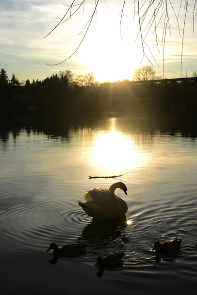 Сесто Календе. Закат на озере
 - Фото, изображение