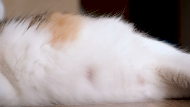 Μεγάλη κοιλιά η έγκυος γάτα. Γατάκια κινούνται στο στομάχι γάτες. Δεν έχει ακόμη γεννηθεί γατάκια κινείται στην κοιλιά μητέρες. Τελευταίο τρίμηνο της κύησης γάτα - Πλάνα, βίντεο