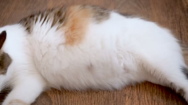 Iso, raskaana oleva kissa. Kissanpennut liikkuvat kissan vatsassa. Ei vielä syntyneet pennut liikkuvat äitien vatsassa. Viimeinen termi kissan raskaus
 - Materiaali, video