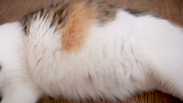 Duży brzuch w ciąży kot. Kocięta są ruchome w żołądku koty. Jeszcze nie ur kocięta porusza się w brzuchu matki. Ostatni okres ciąży kot - Materiał filmowy, wideo