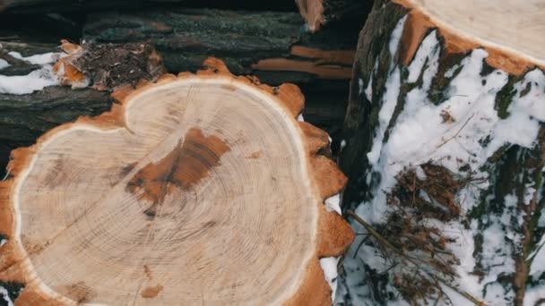 Belos troncos de árvore de redução excepcionais na forma de um coração contra outros troncos estão fora no inverno. Firewood para o inverno. Dia de São Valentim
 - Filmagem, Vídeo