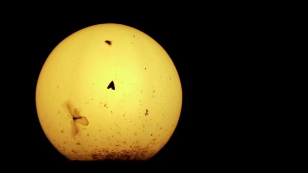 Polillas y otros insectos pequeños alrededor de la vieja lámpara por la noche
 - Imágenes, Vídeo