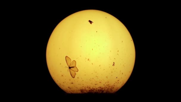 Traças e outros pequenos insetos em torno de lâmpada velha à noite
 - Filmagem, Vídeo