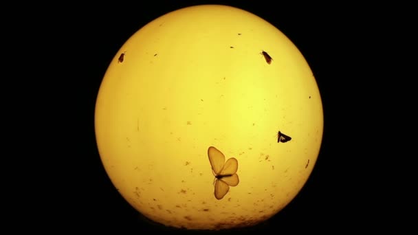 Moths and other small insects around old lamp at night - Footage, Video