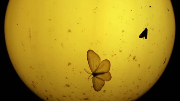Motten en andere kleine insecten rond oude lamp's nachts - Video