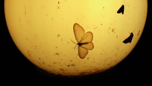 Polillas y otros insectos pequeños alrededor de la vieja lámpara por la noche
 - Metraje, vídeo