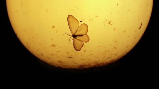 Polilla y otros insectos pequeños alrededor de la vieja lámpara por la noche
 - Metraje, vídeo