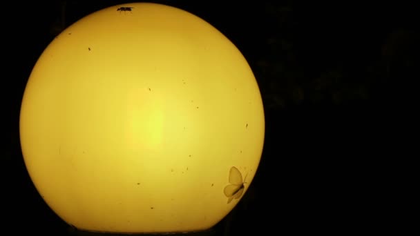 Koit ja muut pienet hyönteiset vanhan lampun ympärillä yöllä
 - Materiaali, video