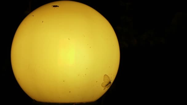 Polillas y otros insectos pequeños alrededor de la vieja lámpara por la noche
 - Metraje, vídeo