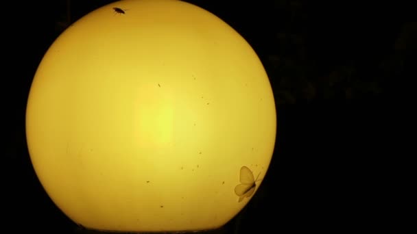 Moths and other small insects around old lamp at night - Footage, Video