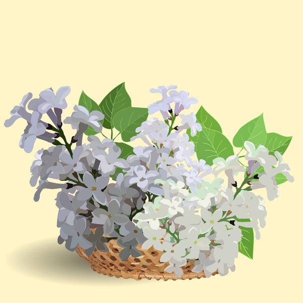 branches of white lilac in a small straw basket - Vektori, kuva