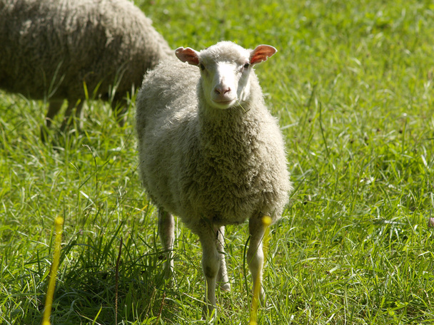 ovce - Fotografie, Obrázek