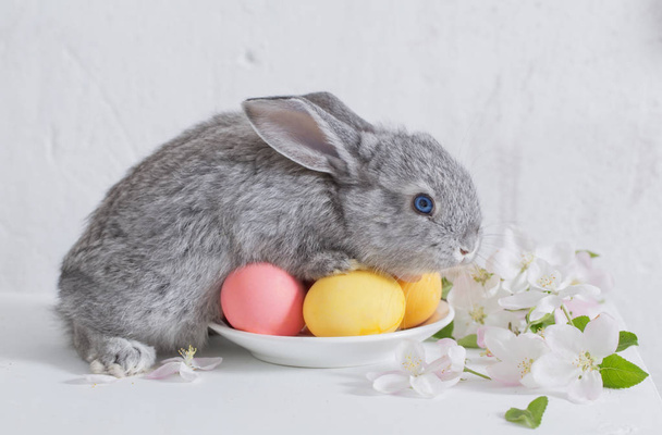 bunny with easter eggs on white background - Photo, Image