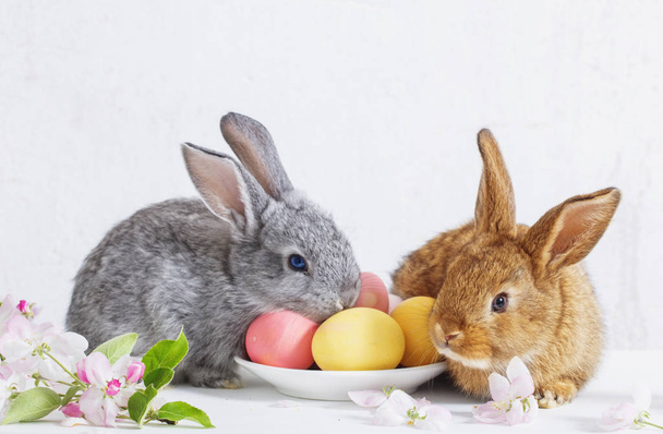 bunny with easter eggs on white background - Foto, afbeelding