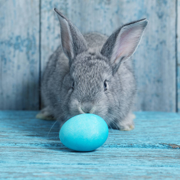 Easter egg with bunny on blue old wooden background - Photo, Image