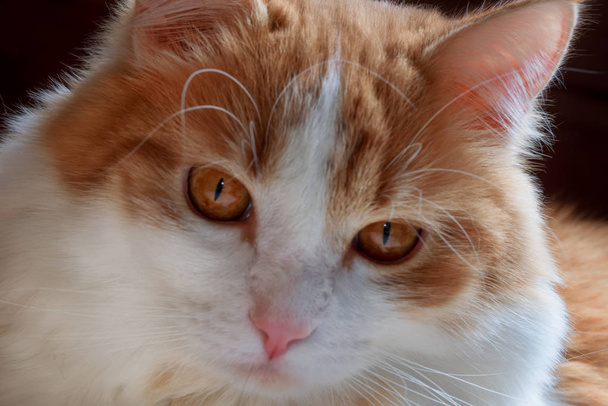 Retrato de cerca de un gato rojo con manchas blancas mirando a la cámara
. - Foto, imagen